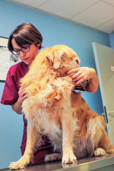 L'Ostéopathie canine et féline
